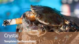  Presentation with goa beach - PPT layouts consisting of beach in indian sea goa background and a coral colored foreground