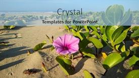  Presentation with south beach - Cool new presentation design with beach-morning-glory-ipomoea-pes backdrop and a light blue colored foreground