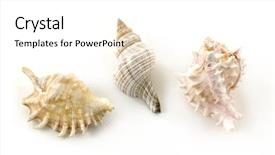  Presentation with shells - Cool new presentation theme with beach objects shells isolated on white backdrop and a white colored foreground