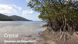  Presentation with mangrove - Slide deck consisting of beach of cape tribulation background and a gray colored foreground
