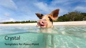  Presentation with bahamas - PPT theme featuring beach on exuma bahamas background and a seafoam green colored foreground