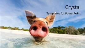  Presentation with bahamas - Beautiful slide set featuring beach on exuma bahamas backdrop and a light blue colored foreground