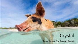  Presentation with bahamas - Slide set consisting of beach on exuma bahamas background and a mint green colored foreground