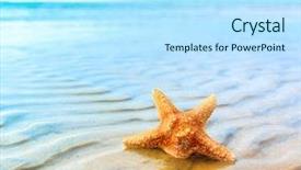  Presentation with fish beach - Audience pleasing PPT theme consisting of beach scene - fish star landscape backdrop and a sky blue colored foreground