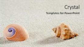  Presentation with sea shell - Audience pleasing PPT theme consisting of beach sea snail and tropical shell on white sand od caribbean summer like a vacation concept backdrop and a light gray colored foreground