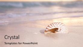  Presentation with sea shell - Cool new PPT layouts with belgium and south africa puzzles from flags backdrop and a light gray colored foreground