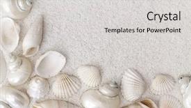  Presentation with white sand - Audience pleasing slides consisting of beach shells - white seashells on white sand backdrop and a light gray colored foreground