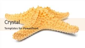 Presentation with caribbean lgbtq - Presentation theme having beach star fish - caribbean starfish on a white background and a yellow colored foreground