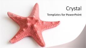  Presentation with starfish - Amazing slide set having beach star fish - red starfish isolated on white backdrop and a  colored foreground
