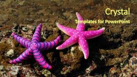  Presentation with fish beach - PPT layouts consisting of beach star fish - starfish on reef seacoast background and a tawny brown colored foreground
