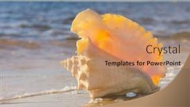  Presentation with treasure - Cool new PPT layouts with beach treasure beautiful shell backdrop and a coral colored foreground