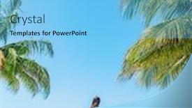  Presentation with palm beach - Amazing presentation theme having beach-vacation-tourist-enjoying-caribbean backdrop and a light blue colored foreground