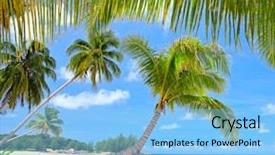  Presentation with beach frame - Cool new slide set with beach with palm tree branch backdrop and a  colored foreground