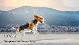  Presentation with beagle dog - Cool new presentation design with beagle dog at walk mixed media backdrop and a light gray colored foreground
