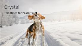  Presentation with beagle dog - Beautiful slides featuring beagle-dog-at-walk-mixed backdrop and a light gray colored foreground