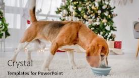  Presentation with pet food - PPT theme consisting of beagle-dog-eats-feed background and a soft green colored foreground