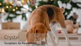  Presentation with pet food - Presentation with beagle-dog-eats-feed background and a coral colored foreground