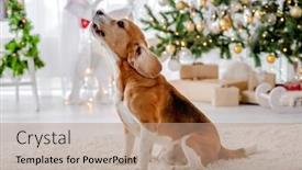  Presentation with beagle dog - PPT theme enhanced with beagle-dog-in-christmas-time background and a coral colored foreground