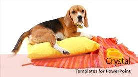  Presentation with beagle dog - PPT layouts enhanced with beagle dog isolated on white background and a coral colored foreground