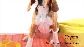  Presentation with beagle dog - Cool new PPT theme with beagle dog isolated on white backdrop and a coral colored foreground