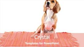  Presentation with beagle dog - Theme featuring beagle dog isolated on white background and a coral colored foreground