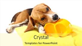  Presentation with beagle dog - PPT theme having beagle dog isolated on white background and a yellow colored foreground