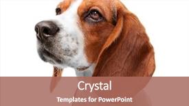  Presentation with beagle dog - Cool new PPT theme with beagle dog isolated on white backdrop and a coral colored foreground