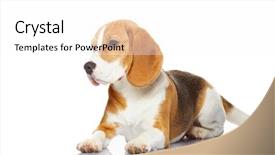  Presentation with beagle dog - PPT theme enhanced with beagle dog isolated on white background and a white colored foreground