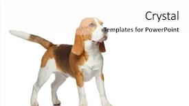  Presentation with beagle dog - Beautiful PPT theme featuring beagle dog isolated on white backdrop and a white colored foreground