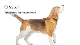  Presentation with beagle dog - Slides enhanced with beagle dog isolated on white background and a white colored foreground