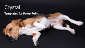  Presentation with beagle dog - Presentation with beagle-dog-on-dark-background background and a black colored foreground