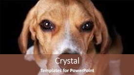  Presentation with beagle dog - Slides featuring beagle-dog-on-dark-background background and a tawny brown colored foreground