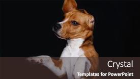  Presentation with beagle dog - Amazing PPT layouts having beagle-dog-on-dark-background backdrop and a tawny brown colored foreground
