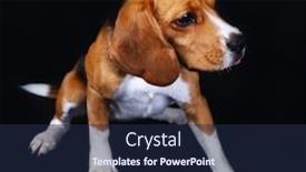  Presentation with beagle dog - Beautiful PPT layouts featuring beagle-dog-on-dark-background backdrop and a navy blue colored foreground