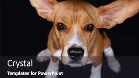  Presentation with beagle dog - Amazing theme having beagle-dog-on-dark-background backdrop and a dark gray colored foreground