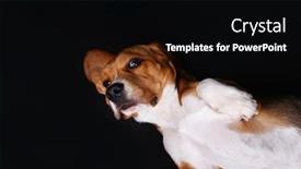  Presentation with beagle dog - Amazing slide deck having beagle-dog-on-dark-background backdrop and a black colored foreground