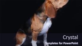  Presentation with beagle dog - Audience pleasing PPT layouts consisting of beagle-dog-on-dark-background backdrop and a wine colored foreground