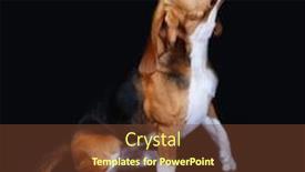  Presentation with beagle dog - Slide deck having beagle-dog-on-dark-background background and a tawny brown colored foreground