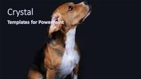  Presentation with beagle dog - Audience pleasing PPT theme consisting of beagle-dog-on-dark-background backdrop and a wine colored foreground
