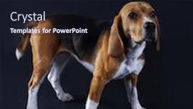  Presentation with beagle dog - Slide set featuring beagle-dog-on-dark-background background and a wine colored foreground