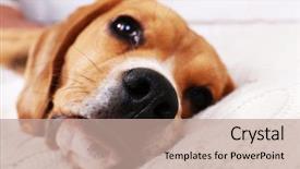  Presentation with beagle dog - Amazing slide set having beagle dog on pillow close-up backdrop and a coral colored foreground