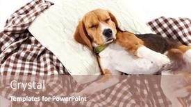  Presentation with beagle dog - Presentation theme enhanced with beagle dog on plaid close-up background and a coral colored foreground