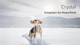  Presentation with beagle dog - Colorful PPT theme enhanced with beagle dog playing in snow backdrop and a white colored foreground