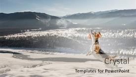  Presentation with beagle dog - Slide deck having beagle dog playing in snow background and a soft green colored foreground