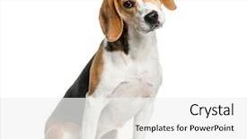  Presentation with beagle dog - Audience pleasing slide set consisting of beagle dog sitting against white backdrop and a white colored foreground