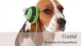  Presentation with beagle dog - Presentation with beagle dog wearing headphones isolated background and a  colored foreground