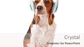 Presentation with beagle dog - Audience pleasing presentation consisting of beagle dog wearing headphones isolated on white backdrop and a sky blue colored foreground