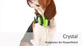  Presentation with beagle dog - PPT theme consisting of beagle dog wearing headphones isolated on white background and a white colored foreground