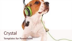  Presentation with beagle dog - Audience pleasing slide deck consisting of beagle dog wearing headphones isolated backdrop and a lemonade colored foreground