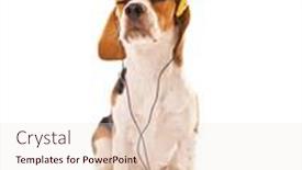  Presentation with beagle dog - Audience pleasing PPT theme consisting of beagle dog wearing headphones isolated on white backdrop and a sky blue colored foreground